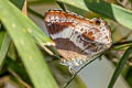 Broad-banded Brilliant Simiskina phalena harterti