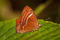 Broad-banded Judy Abisara latifasciata