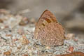 Broad-banded Oakblue Arhopala asinarus asinarus