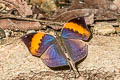 Broad-banded Oakblue Kallima incognita