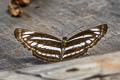 Broad-banded Sailor Neptis sankara guiltoides