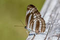 Broad-banded Sailor Neptis sankara guiltoides