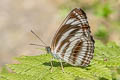 Broad-banded Sailor Neptis sankara guiltoides