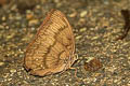 Broad-striped Faun Faunis kirata