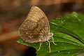 Broad-striped Faun Faunis kirata