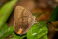 Broad-striped Faun Faunis kirata