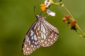 Broad Blue Tiger Tirumala limniace limniace