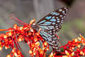 Broad Blue Tiger Tirumala limniace limniace