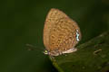 Broad Yellow Oakblue Arhopala amphimuta milleriana (Malay Arched Oakblue)