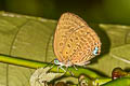 Broad Yellow Oakblue Arhopala amphimuta amphimuta (Malay Arched Oakblue)