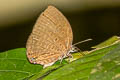 Broad Yellow Oakblue Arhopala amphimuta amphimuta (Malay Arched Oakblue)