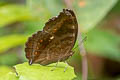 Brown Pansy Junonia hedonia ida