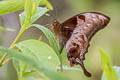 Brown Gorgon Meandrusa lachinus aribbas