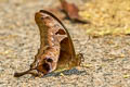 Brown Gorgon Meandrusa lachinus aribbas