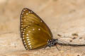 Brown King Crow Euploea klugii erichsonii