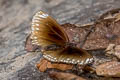 Brown King Crow Euploea klugii erichsonii