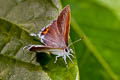 Brown Tit Hypolycaena thecloides thecloides