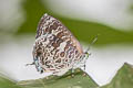 Burmese Bushblue Arhopala birmana birmana