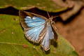 Burmese Bushblue Arhopala birmana birmana