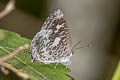 Burmese Bushblue Arhopala birmana birmana