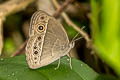 Burmese Bushbrown Mycalesis perseoides