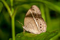 Burmese Bushbrown Mycalesis perseoides