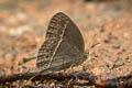 Burmese Bushbrown Mycalesis perseoides