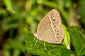 Burmese Bushbrown Mycalesis perseoides