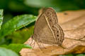 Burmese Bushbrown Mycalesis perseoides