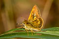 Burmese Forest Darter Ochlodes siva karennia (Assam Darter)