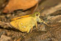 Burmese Forest Darter Ochlodes siva karennia (Assam Darter)