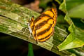 Burmese Lascar Lasippa heliodore heliodore