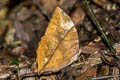 Burmese Saturn Zeuxidia masoni tannowai