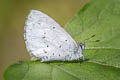 Celastrina hersilia sudjaii