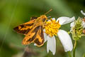 Ceylon Dartlet Oriens goloides