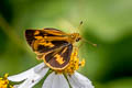 Ceylon Dartlet Oriens goloides