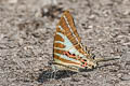 Chain Swordtail Graphium aristeus hermocrates (Stripe Swordtail)