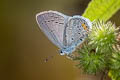 Chapman's Cupid Everes argiades diporides (Short-tailed Cupid)