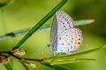 Chapman's Cupid Everes argiades diporides (Short-tailed Cupid)