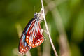 Chestnut Tiger Parantica sita sita