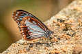 Chestnut Tiger Parantica sita sita