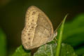 Chinese Bushbrown Mycalesis gotama charaka