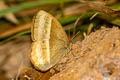 Chinese Bushbrown Mycalesis gotama charaka