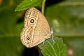 Chinese Bushbrown Mycalesis gotama charaka