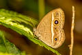 Chinese Bushbrown Mycalesis gotama charaka