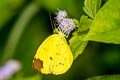 Chocolate Grass Yellow Eurema sari sodalis