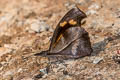 Club Beak Libythea myrrha sanguinalis