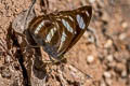 Colour Sergeant Athyma nefte subrata