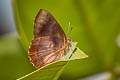 Common Blue Brilliant Simiskina phalia potina