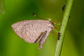 Common Brownie Miletus chinensis learchus